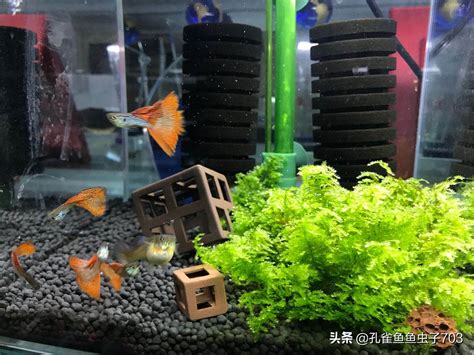 魚死了要換水嗎|魚缸魚死了要換水嗎，怎麼給魚缸換水